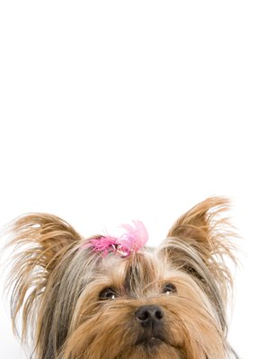 BananaStock/BananaStock/Getty Images Morkie, malkie and yorktese - are all nicknames for the Maltese and Yorkshire terrier cross.