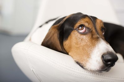Jupiterimages/Brand X Pictures/Getty Images Basset hounds are a low-energy companions.