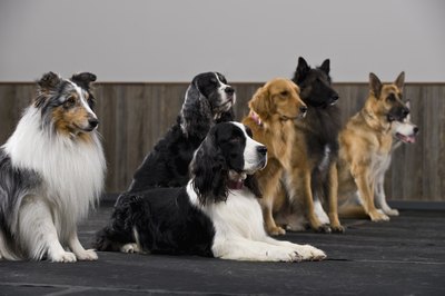 Apple Tree House/Photodisc/Getty Images Seizures can occur in dogs of any size, age or breed.