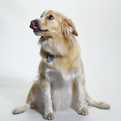 Duncan Smith/Photodisc/Getty Images Talk to a vet about management options for your cutie's compulsion.