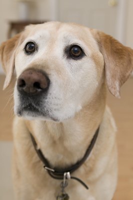 Comstock Images/Comstock/Getty Images "So that turkey and rice will make my belly all better?"