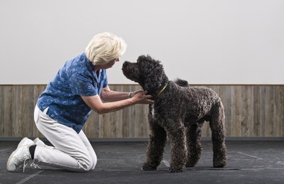 Apple Tree House/Photodisc/Getty Images Some breeds are genetically predisposed to develop hypoadrenocorticism.