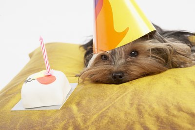BananaStock/BananaStock/Getty Images Give Fido healthy desserts for treats.