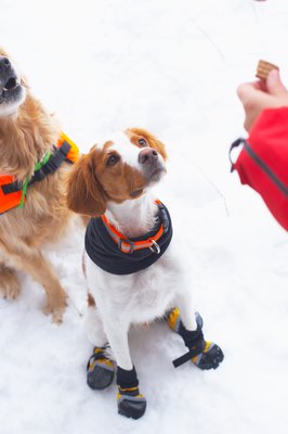 Jupiterimages/Photos.com/Getty Images Booties help paws stay warm.