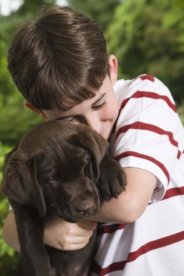Jupiterimages/Stockbyte/Getty Images No matter the color, Lab puppies offer lots of love.