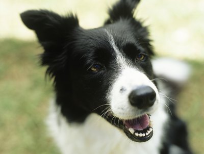 Stockbyte/Stockbyte/Getty Images Spaying can eliminate problem behaviors and prevent health issues.