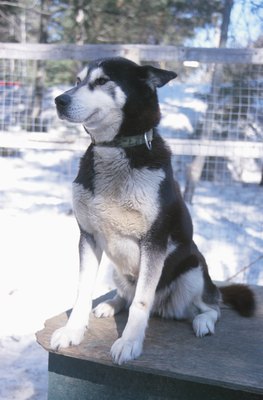 Hemera Technologies/AbleStock.com/Getty Images Dogs enjoy spending time outside and benefit from the exercise.