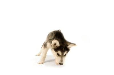 Jupiterimages/Photos.com/Getty Images If your pal's sniffing up a storm, something's up, like a possible bowel movement.