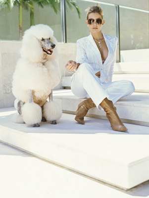 Stockbyte/Stockbyte/Getty Images Poodles often have continental or English saddle cuts.