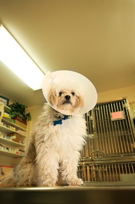 Thinkstock/Stockbyte/Getty Images Monorchidism is not the same as unilateral cryptorchidism, but neutering is the usual treatment for both.