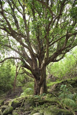 Thinkstock/Comstock/Getty Images Tree roots are a stimulating challenge for your dog.