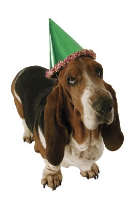 Comstock Images/Comstock/Getty Images Start your plans with an enthusiastic dog.