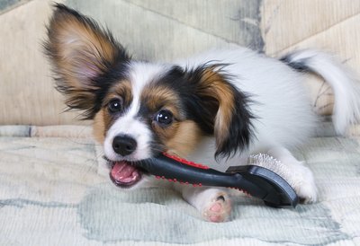 Sergey Lavrentev/iStock/Getty Images Combing your dog can help you detect fleas.