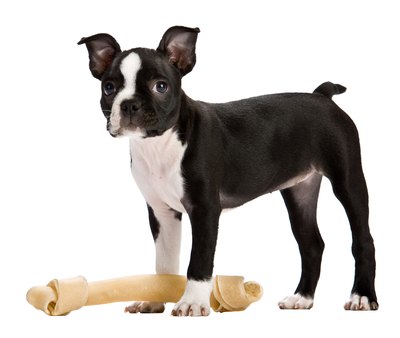 Jupiterimages/PhotoObjects.net/Getty Images Boston terriers are genetically predisposed to certain heart conditions.