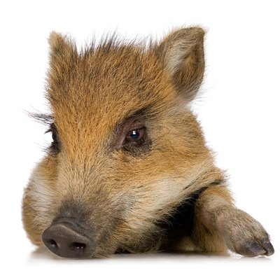 Jupiterimages/Photos.com/Getty Images Pigs make wonderful pets, but household dogs can present challenges.