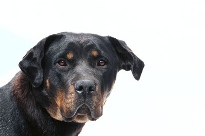 George Doyle/Stockbyte/Getty Images Rottweilers are more susceptible to parvo than many other breeds.