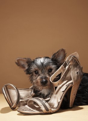 Martin Poole/Digital Vision/Getty Images Correcting your dog's shoe-stealing fetish keeps your shoes intact.