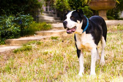 Jupiterimages/Photos.com/Getty Images The natural chemicals in dog urine can kill grass.