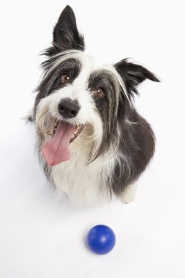 BananaStock/BananaStock/Getty Images Homemade mint treats can mitigate your dog's bad breath, short-term.