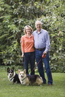 Jupiterimages/Stockbyte/Getty Images The short-tailed Pembroke Welsh corgi is descended from the long-tailed Cardigan.
