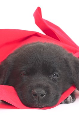 Hemera Technologies/Photos.com/Getty Images Wrapping your pooch in a blanket can help soothe him.