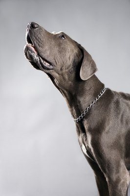 Jupiterimages/Comstock/Getty Images "Arrroooo!"