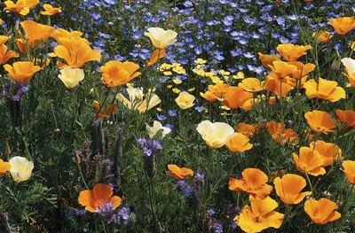 Hemera Technologies/Photos.com/Getty Images Keep California poppies off Sparky's munchies list for good measure.