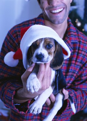 Stockbyte/Stockbyte/Getty Images Ho ho no: Never give a beagle as a surprise gift.