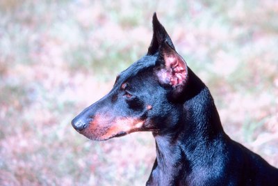 Jupiterimages/Photos.com/Getty Images Standard Manchester terriers are shown with naturally erect, cropped or button ears.
