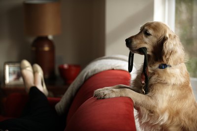 Janie Airey/Digital Vision/Getty Images Dogs never lose the ability to learn new things.