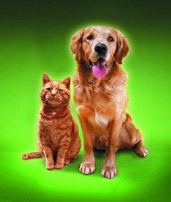 Photodisc/Photodisc/Getty Images One scratch is all it takes to infect a dog with Bartonella.