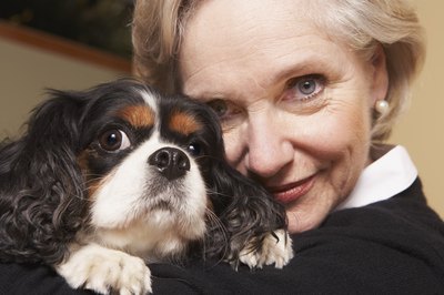 Brand X Pictures/Stockbyte/Getty Images Cavalier King Charles spaniels enjoy a good cuddle daily, but they aren't good watchdogs.