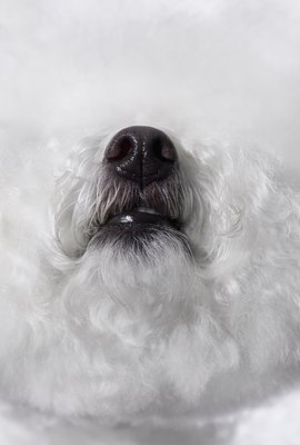 Apple Tree House/Photodisc/Getty Images Clemastine can clear up your dog's stuffy nose.