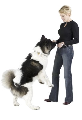Photos.com/PhotoObjects.net/Getty Images Treats are an integral part of clicker training.