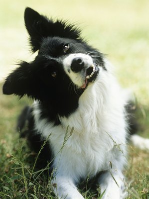 Stockbyte/Stockbyte/Getty Images Border collies are among the smartest of all canines.
