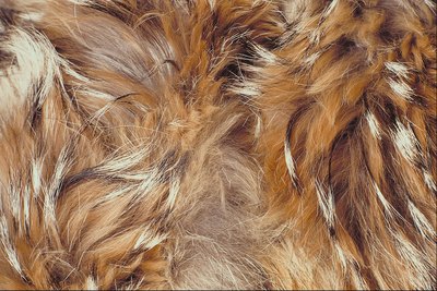 Jupiterimages/Photos.com/Getty Images Dogs with mange suffer hair loss and red, itchy skin.