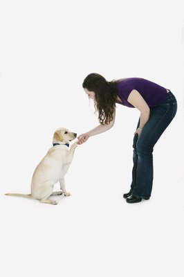 Brand X Pictures/Brand X Pictures/Getty Images If your dog can raise his paw, he can open a door.
