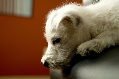 Jupiterimages/Photos.com/Getty Images Olives are not toxic to canines, so relax.