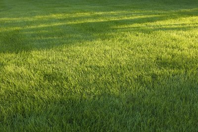 Comstock Images/Stockbyte/Getty Images Grass pollen is a common cause of atopic dermatitis in dogs.