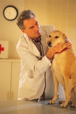Comstock/Stockbyte/Getty Images Osteoarthritis is painful and debilitating for dogs.