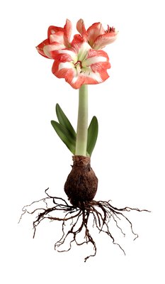 Brand X Pictures/Stockbyte/Getty Images The leaves, stem and bulbs of this plant can cause problems for your buddy.