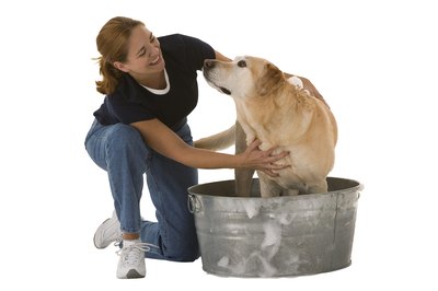 Comstock Images/Stockbyte/Getty Images If your pup has cheyletiellosis, he'll have to get used to regular baths for a while.