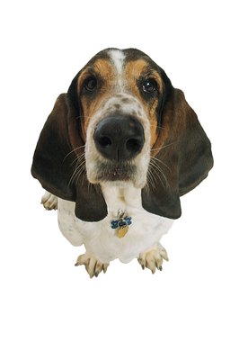 Comstock/Comstock/Getty Images Dogs can contract a variety of respiratory ailments.