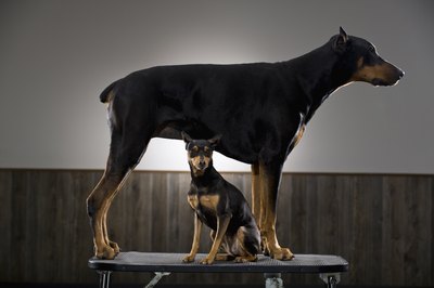 Apple Tree House/Lifesize/Getty Images Dogs tend to calm down as they age, but they still require training.