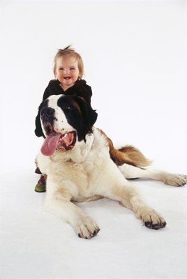 Creatas/Creatas/Getty Images Large, deep-chested dogs, like the Saint Bernards, are at risk for developing gastric torsion.