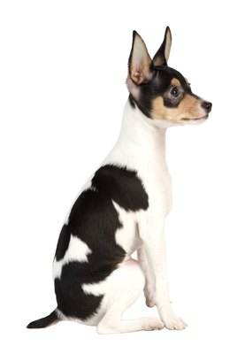 Jupiterimages/PhotoObjects.net/Getty Images Scooting is usually a sign of trouble in a dog's posterior or innards.