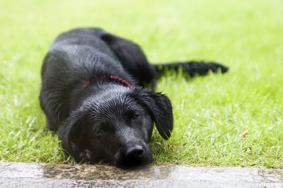 Milena Sobieraj/iStock/Getty Images Many dogs exhibit fearful behavior before and during thunderstorms.