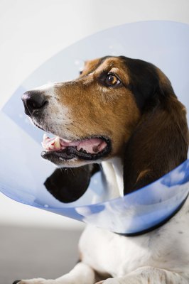 Jupiterimages/Stockbyte/Getty Images Elizabethan collars are worn after enucleation surgery to allow the eye to heal.