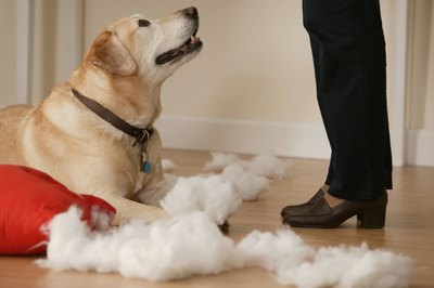 Comstock Images/Comstock/Getty Images His bad behavior is his way of sending a message.