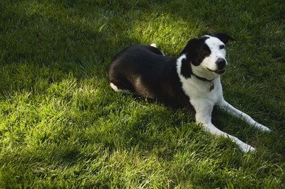 Jupiterimages/Comstock/Getty Images Just like house rules, your dog needs backyard rules to abide by.